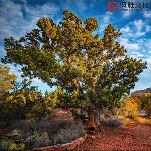 丝袜内衣大婶在线观看
